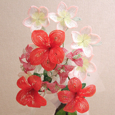 Bougainvillea